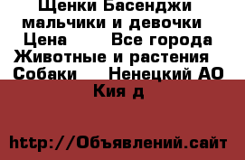 Щенки Басенджи ,мальчики и девочки › Цена ­ 1 - Все города Животные и растения » Собаки   . Ненецкий АО,Кия д.